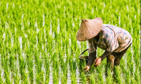 Китай създаде нов ориз, който може да сложи край на глада - 1