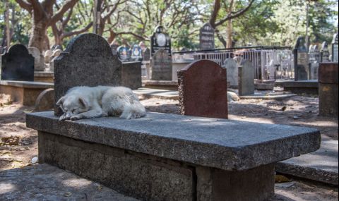 Вярно куче 3 години не се откъсва от гроба на стопанина си - 1