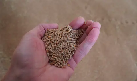 Леко поскъпнаха зърнените култури през последните дни, показват данните на Софийската стокова борса - 1