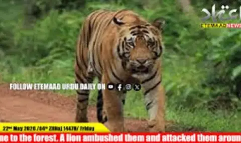 Tiger kills four women in central India  - 1