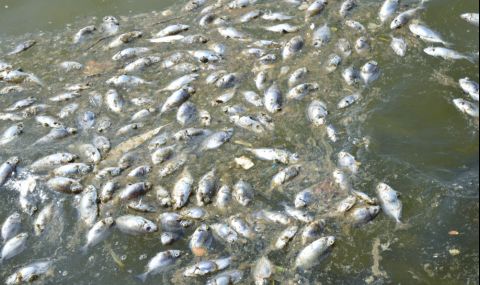 Фекални води и мъртва риба в Камчия - 1