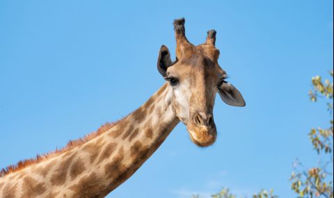 Сложиха GPS устройство на единствения бял жираф в света (ВИДЕО) - 1