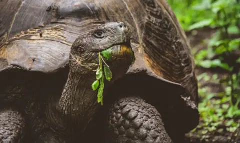 135-годишна костенурка от Галапагос стана баща за първи път - 1