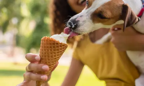 Не споделяйте всичко с любимеца си: Летни храни, които застрашават здравето на кучетата - 1