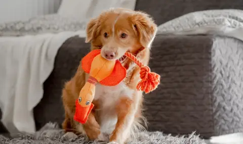 Кучета могат да научават имената на играчките си, докато слушат стопаните си - 1