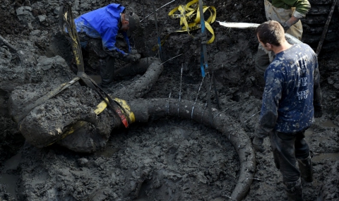 Фермер откри останки на мамут в Мичиган - 1