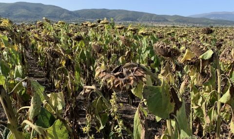 Заплаха! Ларва унищожава посеви в Северна Гърция близо до границата с България - 1