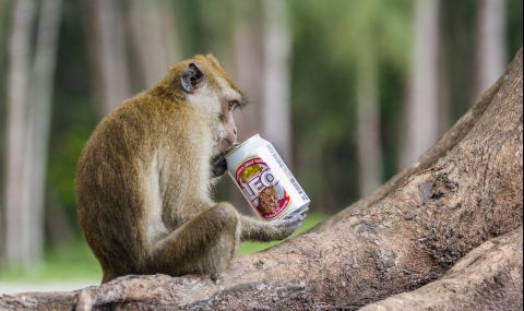 Маймуна алкохоличка тормози град в Индия - 1