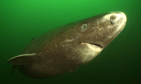 512-годишна гренландска акула може да е най-старото живо гръбначно в света - 1