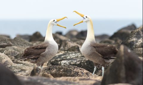 Моногамните албатроси предпочитат развода пред конфликта - 1