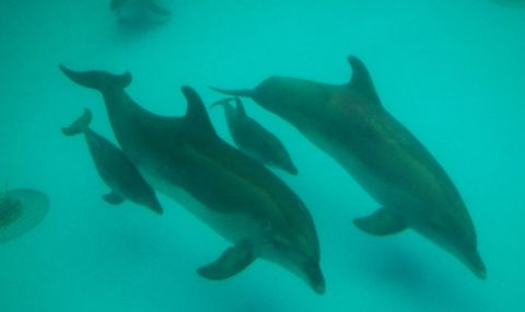 Рибари алармират за нашествие на делфини по родното Черноморие - 1