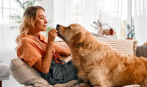 Кои са нещата, които кучетата могат да предусетят преди хората? - 1