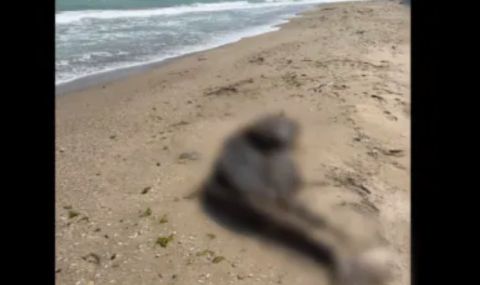 Още един делфин стана жертва на рибари, тялото му е изхвърлено на плаж в района на Дуранкулак - 1