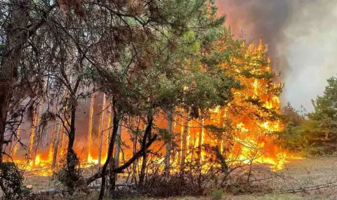 Association of Municipal Forests: Public Council to fight forest fires and floods  - 1