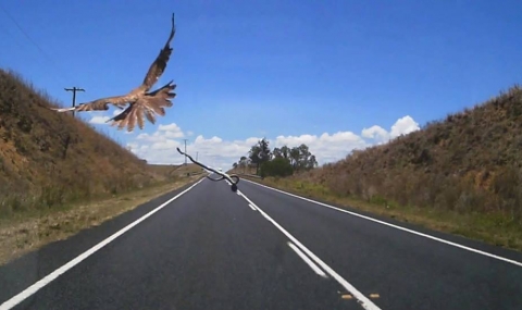 Австралия, страна в която птиците хвърлят змии по вас (видео) - 1