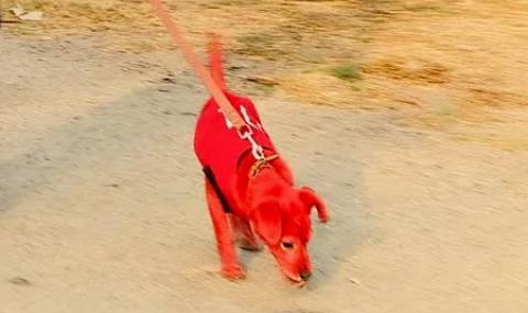 16-годишен боядисал кучето в червено, забавлявал се - 1
