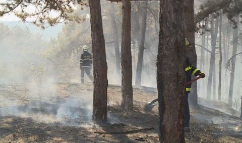 Пожарникари призоваха за законови мерки срещу нелегалната сеч - 1