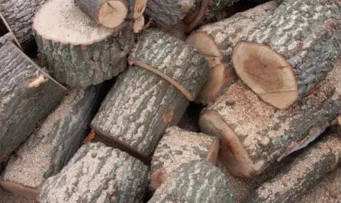 Една четвърт от дърводобива в България е незаконен  - 1