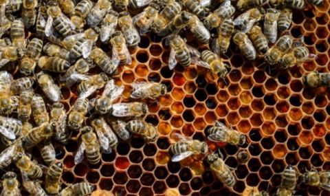 Нова е-платформа ще уведомява пчеларите за пръскания с химикали - 1
