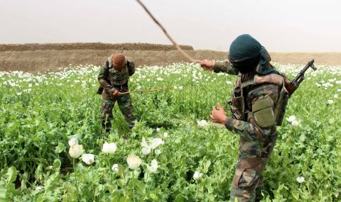 Талибаните унищожиха над 156 акра насаждения с опиум в Афганистан - 1