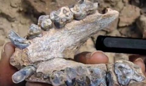 Откриха зъб на прачовек на 7 млн. години край Чирпан - 1