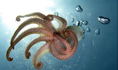 Учени дадоха екстази на октоподи и откриха нещо невероятно (ВИДЕО) - 1
