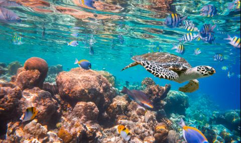 Откриха "оазис на живота" дълбоко в океана на Малдивите (ВИДЕО) - 1