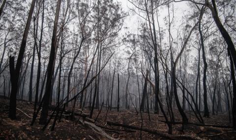 Австралия губи милиарди заради пожарите - 1