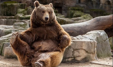 Сладкиши изкушиха мечка да нахлуе в дома на американец (ВИДЕО) - 1