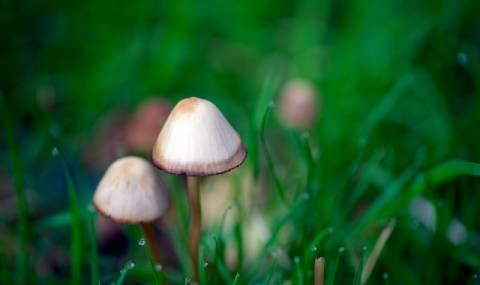 Ученици търсят халюциногенни гъби по Витоша - 1