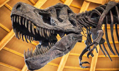 Продават на търг скелет на динозавър за 1,2 милиона долара (ВИДЕО) - 1