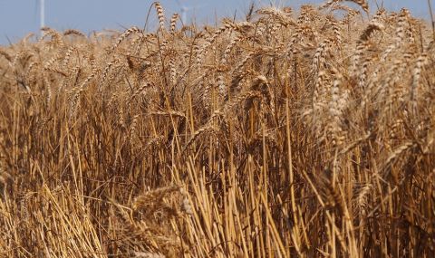 Очаква се добра реколта от пшеницата - 1