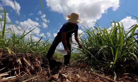 Още един глобален проблем! Реколтата от захарна тръстика в Куба е наполовина по-малка от очакваното - 1