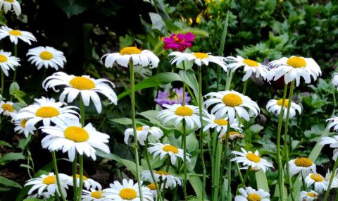 Времето днес, прогноза за петък, 19 май: Слънчево, развитие на купеста облачност следобед - 1