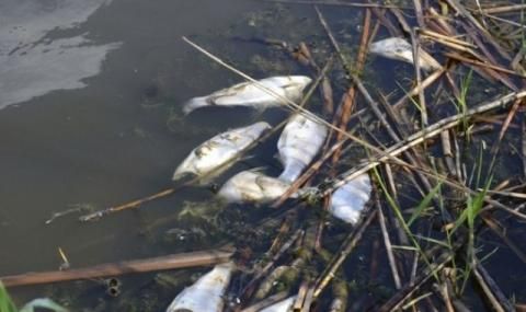 Отровиха рибата в хасковска река - 1