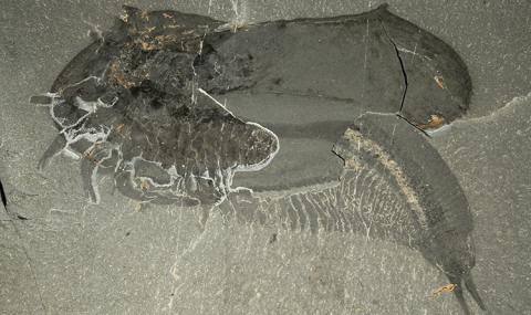 Откриха роднините на древен хищник, живял преди около 508 млн. години (ВИДЕО) - 1