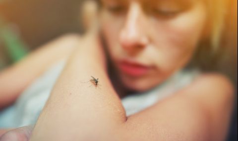 Как да откриете комара в спалнята за секунда - 1