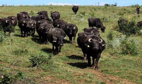 Разярен бивол премаза пастира си - 1