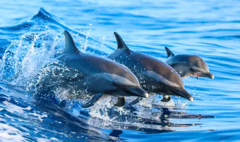 Учени алармират: Делфините в Черно море са застрашени от изчезване - 1