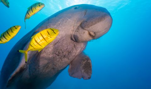 Дюгон: Големият бозайник, който изчезва от водите на Китай - 1