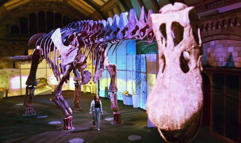 Музей в Лондон изложи гигантски скелет на динозавър (СНИМКИ) - 1
