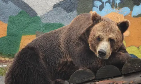 Вижте как мечокът Тони от столичния зоопарк се готви за зимния си сън (ВИДЕО) - 1