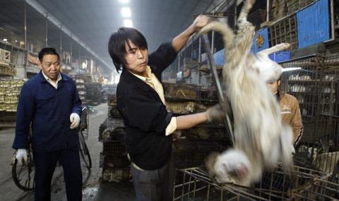 Чака ни нова пандемия, ако Китай не забрани търговията с диви животни - 1