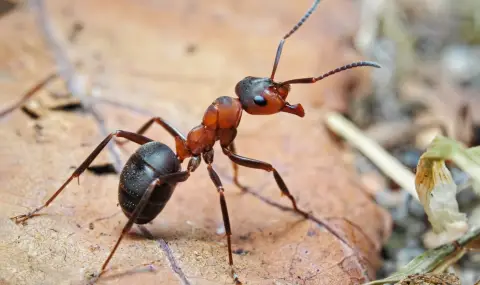 Мравки произвеждат животоспасяващи антибиотици за лечение на инфектирани рани - 1