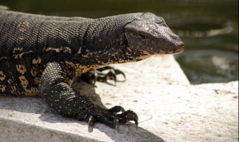 Арестуваха 4-ма мъже за групово изнасилване на гущер - 1