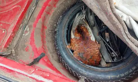 Горски инспектори задържаха въоръжен бракониер край село Дончево (СНИМКИ) - 1