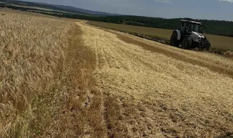 Резултати от жътвата: Добивите и качеството са лоши - 1