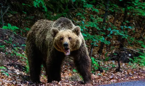 The state introduces new rules for action when bears enter populated areas  - 1