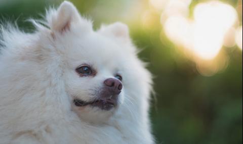 Почина първото куче с коронавирус в света - 1