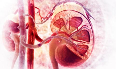 6 лоши навика, които увреждат бъбреците - 1